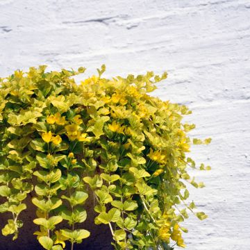 Lysimachia nummularia Aurea - Creeping Jenny