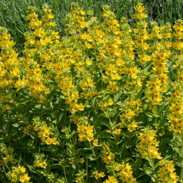 Lysimachia punctata - Lysimaque ponctuée