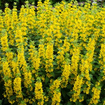 Lysimachia vulgaris - Loosestrife