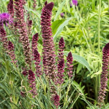 Lysimachia atropurpurea Beaujolais - Loosestrife