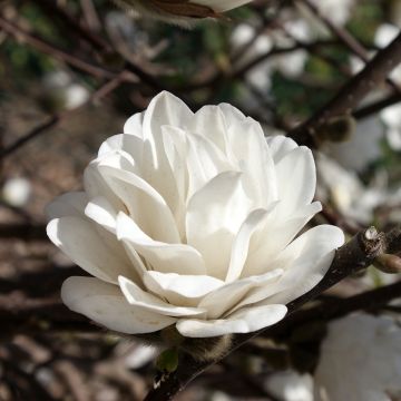 Magnolia x loebneri Mags Pirouette