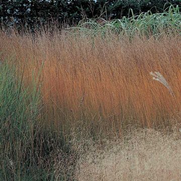 Molinia caerulea ssp caerulea Heidebraut - Molinie