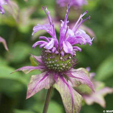 Monarda fistulosa var. menthifolia - Beebalm