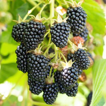 Rubus fruticosus 'Columbia Star'