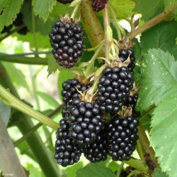 Rubus fruticosus 'Dirksen'