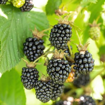 Rubus fruticosus 'Navaho Big and Early'