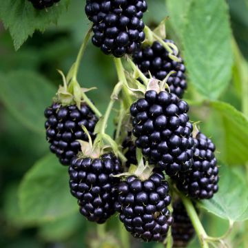 Rubus fruticosus 'Navaho Summerlong'