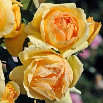 Rosa x floribunda 'Mythique' - Standard Rose