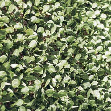 Corn salad Verte de Cambrai seeds