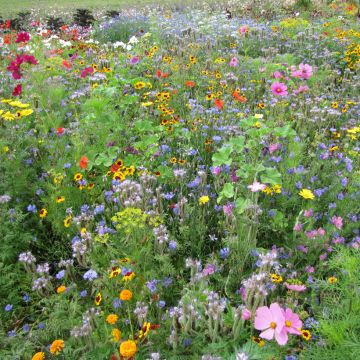 Pollinator Attracting Mix