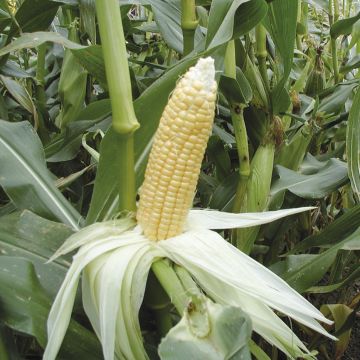 Sweet Corn Golden Bantam