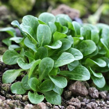 Corn salad Frost