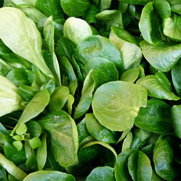 Lambs Lettuce Gala - Corn Salad