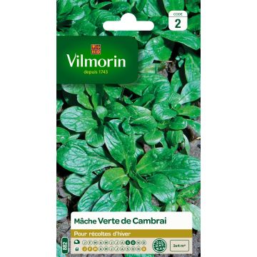 Lambs Lettuce Verte de Cambrai - Vilmorin Seeds