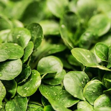 Dutch Lambs Lettuce Organic - Corn Salad