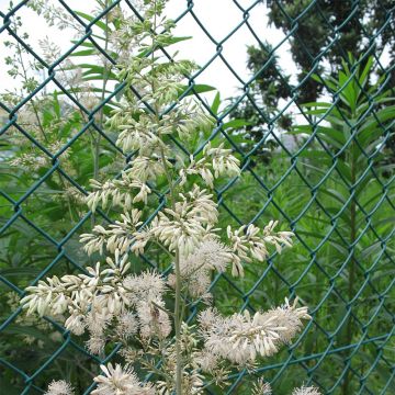 Macleaya cordata