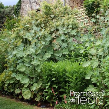 Macleaya cordata Flamingo