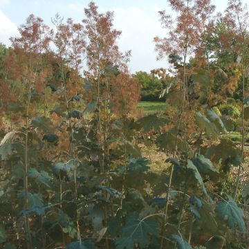 Macleaya microcarpa Kelways Coral Plume