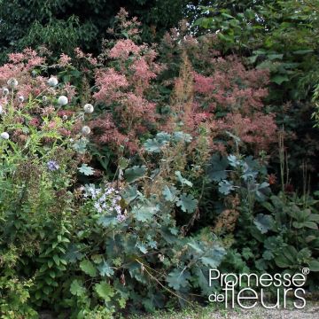 Macleaya microcarpa Spetchley Ruby