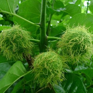 Maclura pomifera