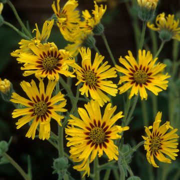Madia elegans Tropical Fruits - Elegant Tarweed seeds