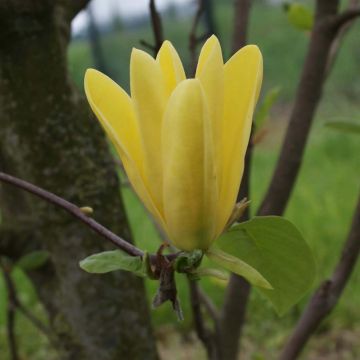 Magnolia (x) acuminata Daphne