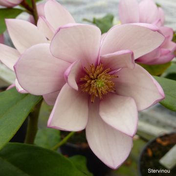 Magnolia Fairy Blush - Michelia hybrid