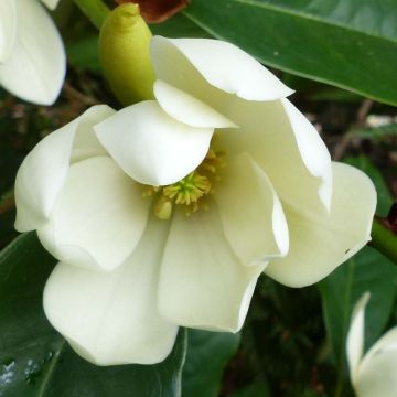 Magnolia (Michelia) Devos Kosar x kewensis Fairy Cream