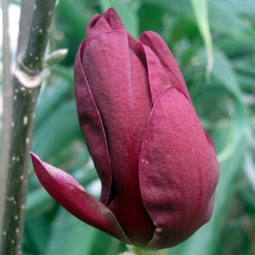 Magnolia Genie