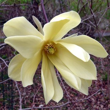 Magnolia  stellata Gold Star