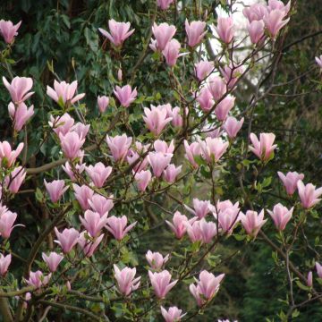 Magnolia liliiflora x veitchii Heaven Scent