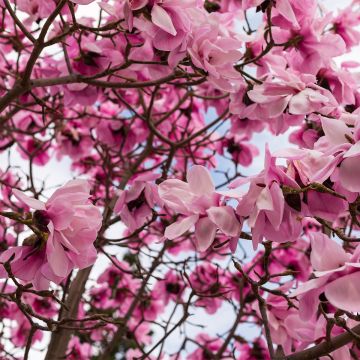 Magnolia x denudata Iolanthe