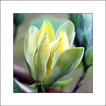 Magnolia x acuminata Blue Opal