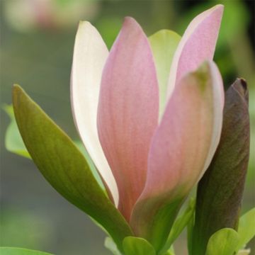 Magnolia brooklynensis (M. acuminata x M. liliiflora) Eva Maria