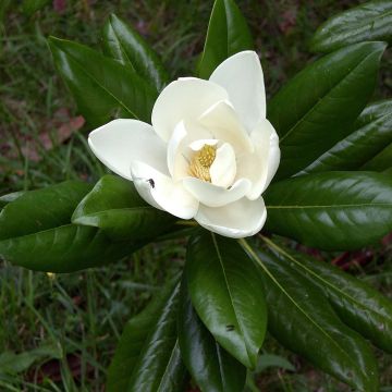 Magnolia grandiflora Ferruginea
