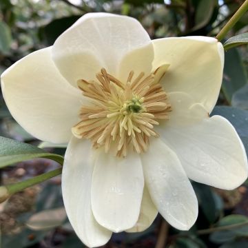 Magnolia laevifolia Achteraan - smooth-leaved Magnolia