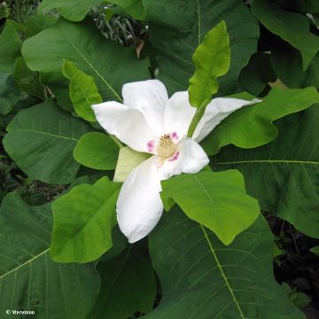 Magnolia macrophylla subsp. ashei