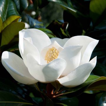 Magnolia persistant D.d. blanchard - Magnolis grandiflora