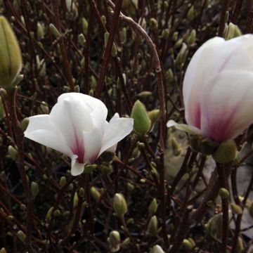 Magnolia  soulangeana Alba Superba