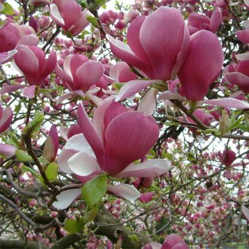 Magnolia  soulangeana Rustica Rubra