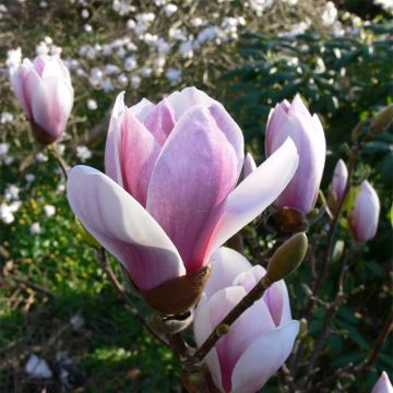 Magnolia (x) soulangeana Satisfaction