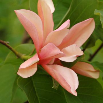 Magnolia acuminata Blue Baby