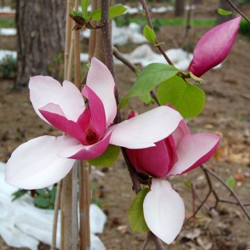 Magnolia  soulangeana Satisfaction