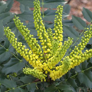 Mahonia japonica Hivernant