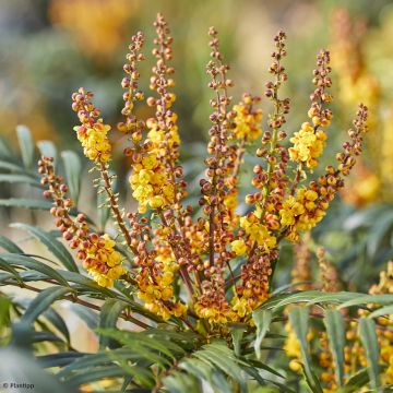 Mahonia nitens Volcano