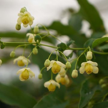 Mahonia russellii