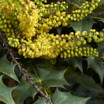 Mahonia x wagneri Fireflame