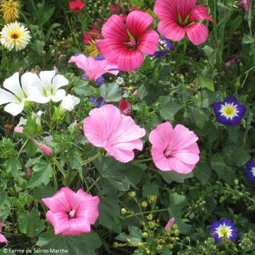 Malope trifida - Mallowwort