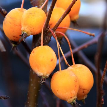 Malus Comtesse de Paris - Crab Apple