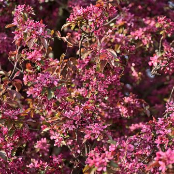 Malus Diable Rouge